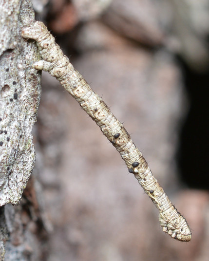 A photo of an insect larva sticking out at a downward angle from the side of a tree.