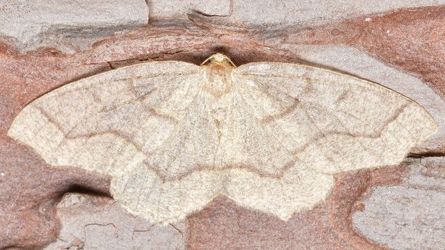 A photo of a moth on tree bark.