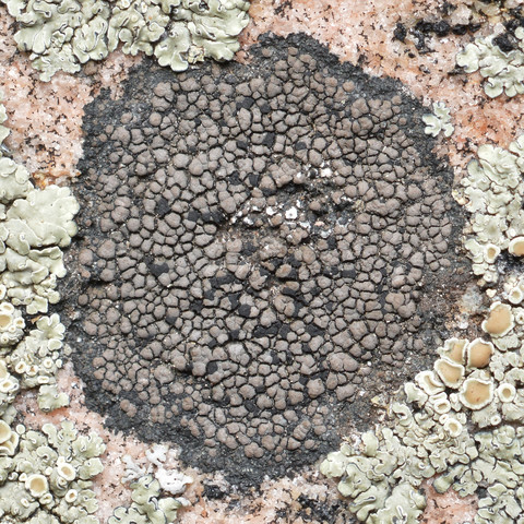 A closeup photo of dark lichen on rock. 