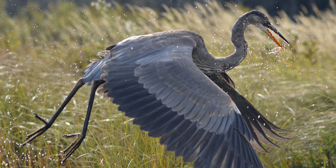 A photo of a heron immediately after taking off. There are drops of water in the air from their feet and beak.
