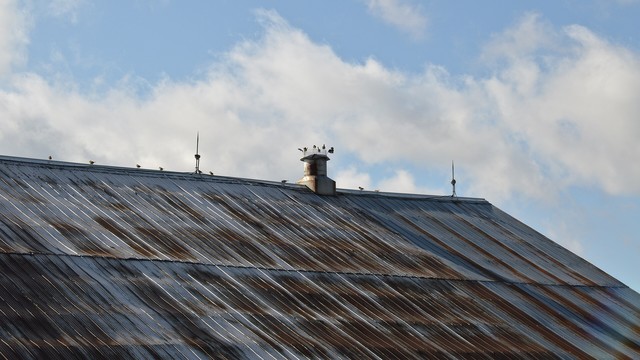 A photo of a metal barn roof with some house sparrows on top of it. The sky is blue with white clouds.