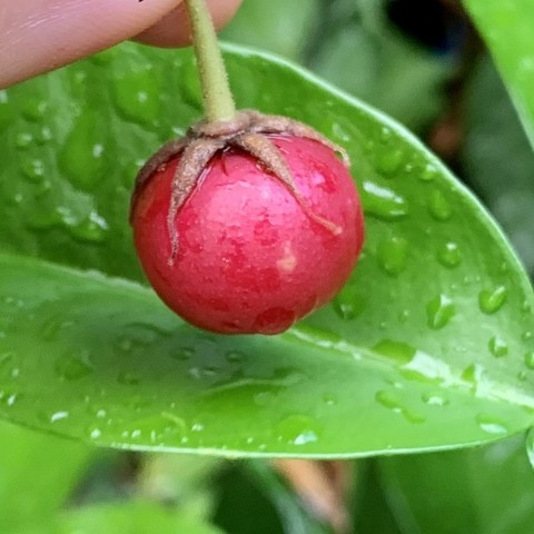 A very dark pink to red Jamaican cherry being held over a very green citrus leaf (red pomelo). Both the berry and citrus leaf are covered in water droplets bc it was raining. 