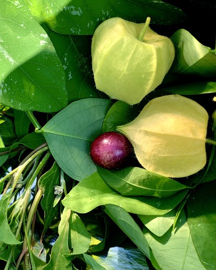 A purple curry leaf berry surrounded by native physalis still in yellow, papery, husks￼, katuk leaves, and huazontle leaves. 