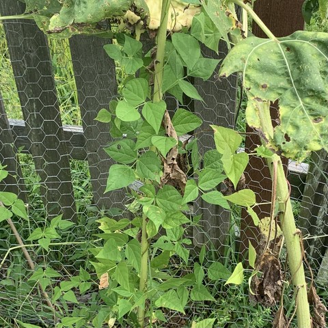 Tepary bean vine growing up a spent stalk of sunflower. It is in front of chicken wire and a rickety wooden fence. 