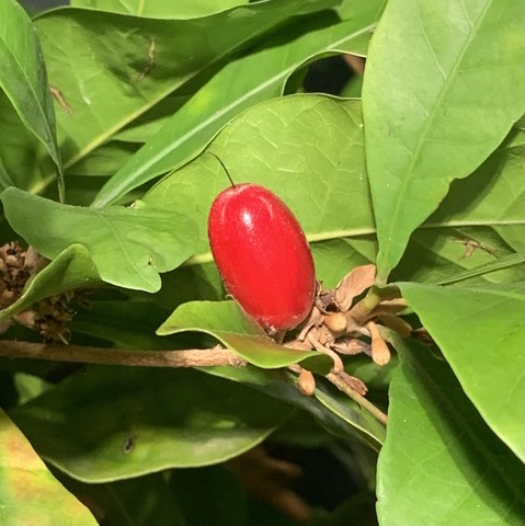 A bright red berry in an oval shape, surrounded by green olive leaf-like leaves. 