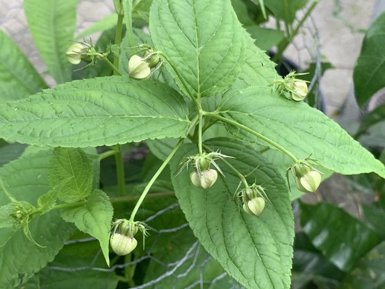 A bunch of flower buds of the spider berry plant hanging down from a stem. The spider berry is at the base of the flower and has long thin leaflets along its side that are very prickly looking. ￼the leaves are medium green and lanceolate. The plant is growing with Pouteria viridis and is caged to prevent bunnies from chewing it down.