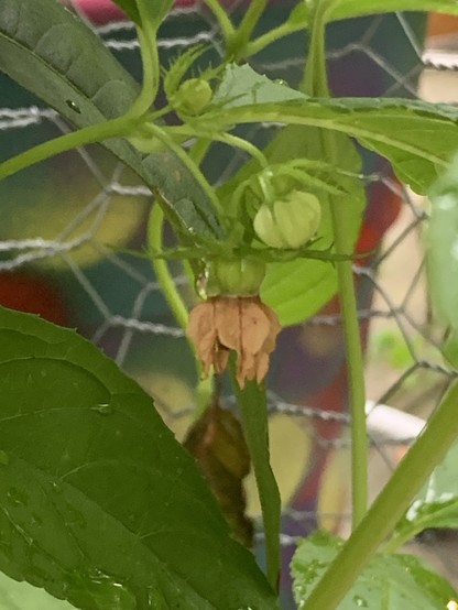 A flower has dried and the berry is starting to engorge at its base. The berry is still green. Behind it is chicken wire and a spray-painted colorful polka dot pot. 