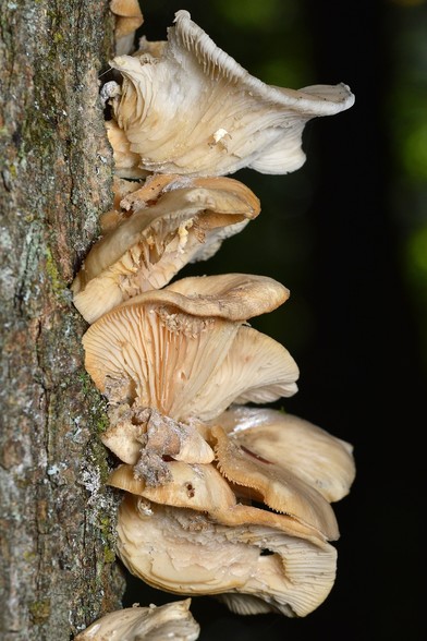 A photo of oyster mushrooms growing out of the side of a tree.