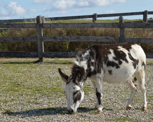 A photo of a donkey in front of a fence.