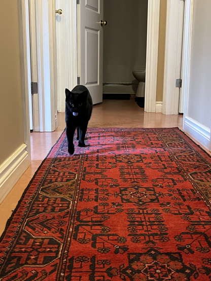 A young male black cat with green eyes walks down a hallway with a Turkish red carpet on the cement floor. Heâ€™s happily carrying a lavender pom pom in his mouth which he is bringing back for another round of Fetch. Feyd loves his pom pom and demands daily play time.