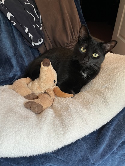 A young female black cat with golden eyes and a patch of white chest hair is snuggled into her favourite bedroom chair. Sheâ€™s lying on a Lego Sherpa cream coloured blanket with a Texas Longhorn plushie named Sunshine tucked in beside her. The sun is out and sheâ€™s a very happy cat.  