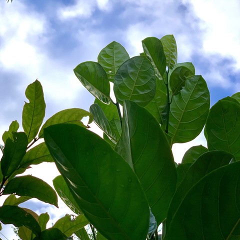Leaves of kuai muk and jackfruit reaching towards a blue cloudy sky taken from below. The kuai muk is to the left and the jackfruit dominates the photo from the right. The leaves are rigid and well-defined against the sky. The leaves of kuai muk are skinny lanceolate and some have been nibbled by katydids. The jackfruit are round and deeply veined. The kuai muk are more grass green while the jackfruit are more emerald. 