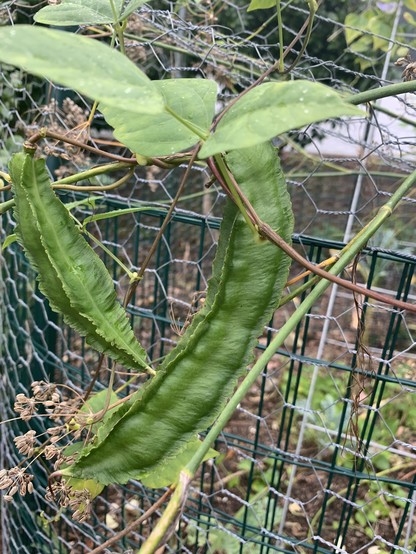 Two maturing winged bean pods hanging on a stem in front of chicken wire and green caging. Pea leaves are on the top of the stem. The one to the right is larger and is curved and is turned so it’s ridges aren’t visible but you can see where the edges are puckered. The one on the left is straight and pointed. You can see the ridges. Behind the beans are dried fronds of fennel pointing down towards the left corner and the seeds are still attached. 
