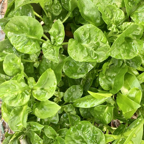 Downward facing pic of sissoo spinach that is illuminated by sunlight so they appear bright pea green. They were also watered so are dappled white with water droplets. The leaves of the sissoo are crinkled heart-shaped leaves that emerge from stems opposite each other. The sissoo plant is densely growing and full of greenery. 
