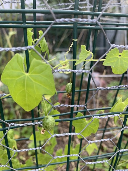 Tiny cucumbers hanging on stems on a tiny vine with small ivy shaped leaves. They are hanging on by thread sized tendrils on chicken wire and green garden fencing. In the faded background are a white water barrel, blurry bush and red brick wall. The cucumbers are a cm large. 