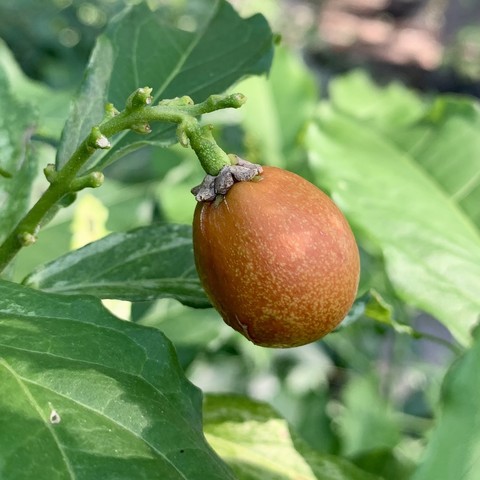 An orange, speckled yellow peanut butter fruit hanging from a long stem. The fruit stem is pointing up but is hanging down from the weight of the fruit. It is not quite ripe. It will turn more red and become soft. There are grass green leaves pointed in every direction, and some are insect-chewed. 