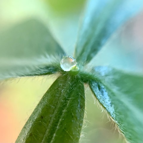 A close up pic of a foliar nectary of the ice cream bean tree leaf. A round sugar water droplet with a rainbow (mostly yellow-orange) sheen hanging over a small green cup. The cup sits in the cross-section of the leaf between the stem and side leaves. The leaves and stems have white hairs. The sides of the photo are blurry bc the pic was taken through a loupe. The blue is greens, yellows and oranges. 