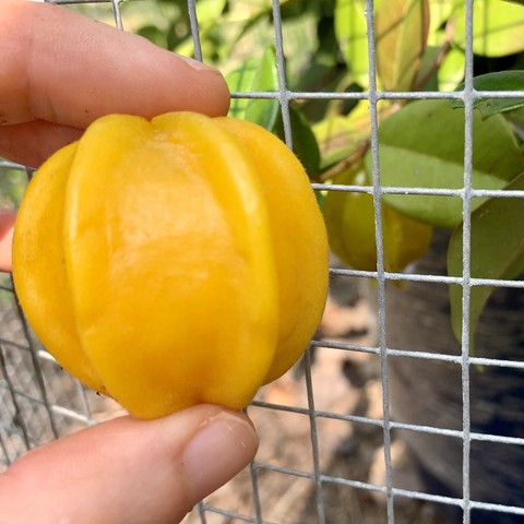 A large plump pitangatuba fruit. It is in a similar shape to starfruit but is round ball. It is a cheery light orange. Fingers are holding it up in front of a 1/1cm cage. Behind the cage is another not quite ripe smaller yellowish green berry. There are small waxy ovate leaves densely packed and the top ones are a bit sunburnt. It is growing in a dark blue pot. 