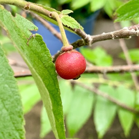 A small round red berry hanging from a stem on a small green-brown thin branch. It has lanceolate shaped leaves opposite to each other on green and brown stems in the background.  