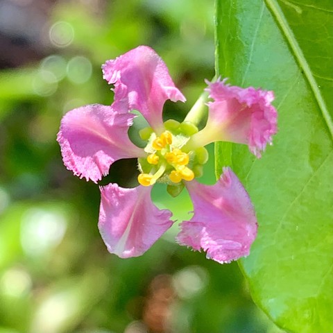 A dainty neon pink flower. The petals are a little frilly on the ends and are manta ray shaped with the tail pointing to the base of the flower and petal-rays “swimming” outward. There are yellow bulbous anthers on light green stamens. Behind the flower to the right is small waxy leaf that appears large in this perspective.  The background is full of blurry shades of green. 