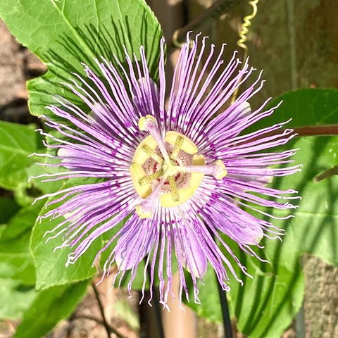 maypop flower. The most striking aspect of the flower is it hundreds of filaments that point out from the center. The filaments are mostly lavender in color with a dark purple stripe, near the center of the flower and a few white stripes. The filaments become faded white towards the tips.  the light is strong, so that the filament cast little black shadows on the leaves behind it. 
The center is purple with large yellow hanging anthers that make it look like there is a connected yellow circle. The styles are dotted purple with yellow tips. 