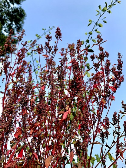 Maturing red huazontle flower shoots contrasting against a blue sky. A few runaway green Guamachil branches are waving in the breeze above them. The flower buds are a deep rich wine red while the leaves are a dark pink. There is an oak tree branch in the left corner. 
