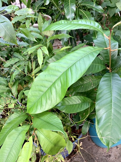 Three species of Chrysophyllum clustered together in different large pots. The largest leaf is from the white star apple from Western Africa, in the front is the green star apple of Central America and behind it with the smallest leaves is the star apple of India. 

Furthest to the back is th mango, far right corner is the Coccolaba (round emerald leaves) to the left is Ramon nut. There are some dried stalks of mitsuba flowers that will get pulled out by end of autumn. 