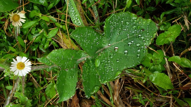 A dandelion leaf covered in fine droplets fills most of the image. There are two daisies on the left, and the rest is scraggy grass and small weeds.