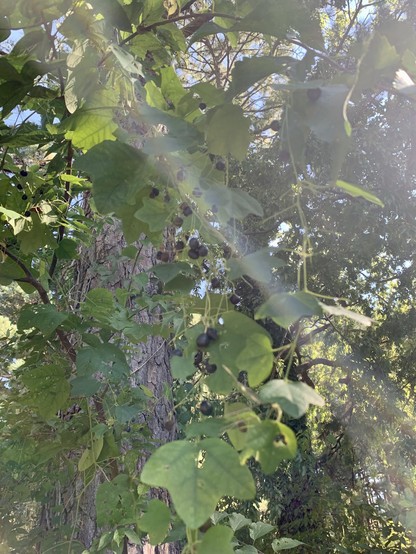 A very poor image taken from my phone of the ripe berries I picked today. It was very bright outside and I couldn’t see what I was taking a photo of. There is a very thick long glare from the top left corner of the pic to the bottom right. Behind the glare are vines of the passion flower hanging down with loads of black berries hanging off individually from stems. The leaves look like cartoon dinosaur footprints. There is a tree trunk center left. 
