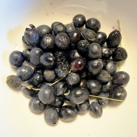 Passionfruit berries in a white bowl. They look a bit like blueberries but more ovaline and mostly black. Some of the berries are slightly shriveled. The skin is very delicate and a few are a little torn. 