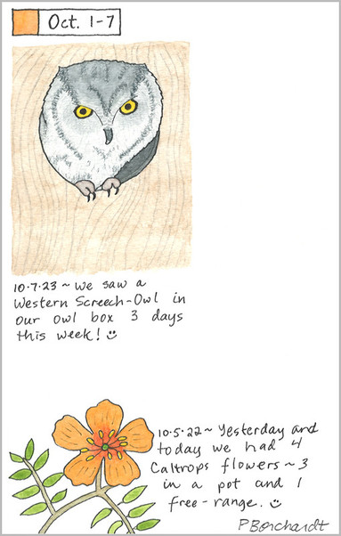 My 2023 Perpetual Journal watercolor and pen art of a Western Screech-Owl and my 2022 Perpetual Journal watercolor and pen art of a Caltrops flower.