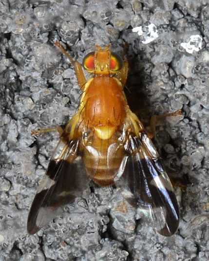 A photo of an orange fly with black and transparent patterned wings and multicolored eyes. They are on a stone surface.