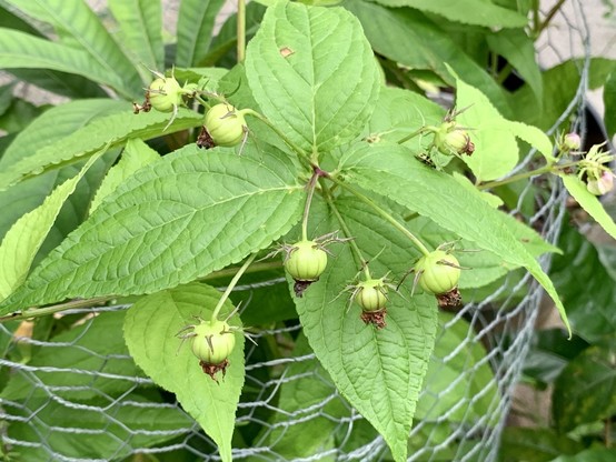 A bunch of spider berries hanging down from long stems from a leafy plant. The leaves are deeply veined lanceolate and grass green. 

The round berries are a pale green to almost white. A few have dark purple vertical veins. There are spiny long purple leaflets on the berry near the stem. The berries have dried brown flower petals still hanging from the ends of the berry. 

The plant is held up by a chicken wire cage. This is to protect the plant from bunny foraging. 