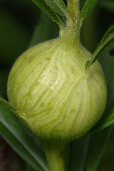 A photo of a goldenrod gall.