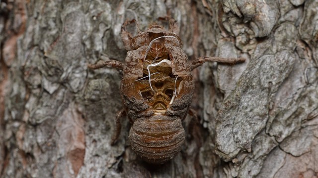 A photo of a cicada exuvia split open at it's back. It is on the bark of a tree.