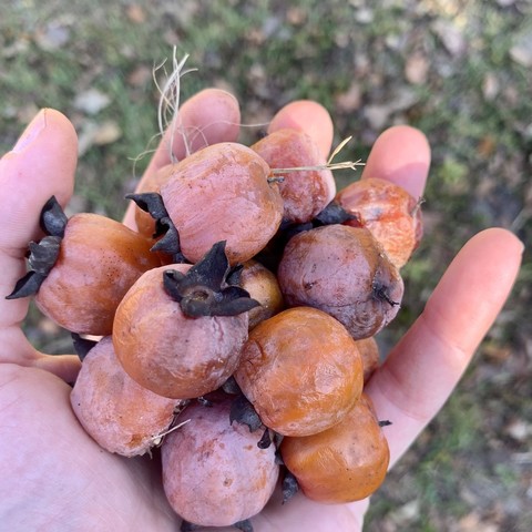 A hand holding up a bunch of native persimmon fruits. They are round, gentle pinkish orange color and are larger than grapes. The tops to the fruit look like star of anise spice. The background is grass. 

￼Last year the fruits were 2.5 times the size of what is pictured. 