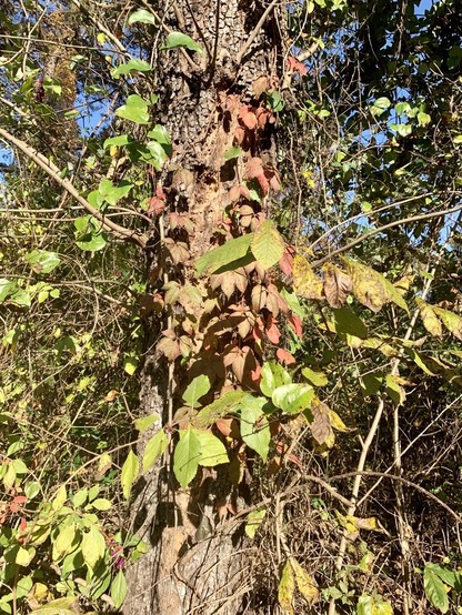 A picture of a thick trunk showing that a large section of bark is peeled away. There is a bit of virginiana creeper and greenbrier growing up the trunk but not suffocating it. 