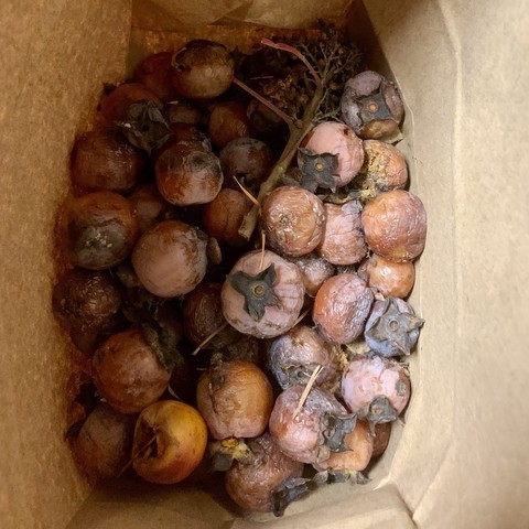 A paper bag of American persimmon fruits from the other tree. There are around 40-60 fruits of various stages of ripeness. All were collected from the ground so some of the fruit are almost blue. I collected everything I could find. There is also a large twig of wild sumac near the top of the bundle of fruit. 