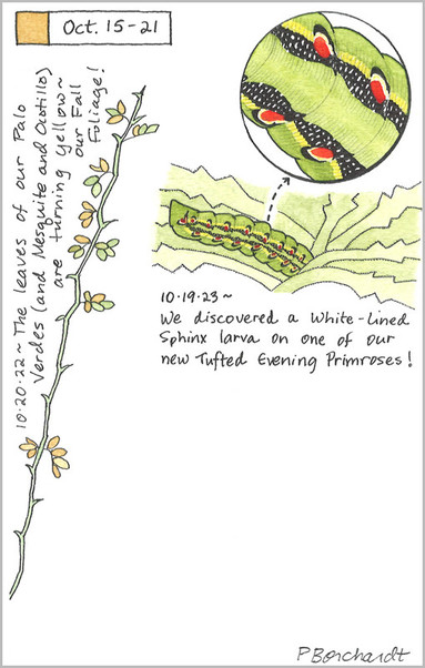 My 2023 Perpetual Journal watercolor and pen art of a White-lined Sphinx moth larva and my 2022 Perpetual Journal watercolor and pen art of Palo Verde leaves turning yellow.