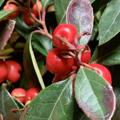 A closeup pic of a cluster of red berries. The leaf/bloom/fruit stems look a bit like blueberry morphology. The leaves are dark green and lanceolate and a few are sunburnt with red-brown edges. There are more red berries in the background. 