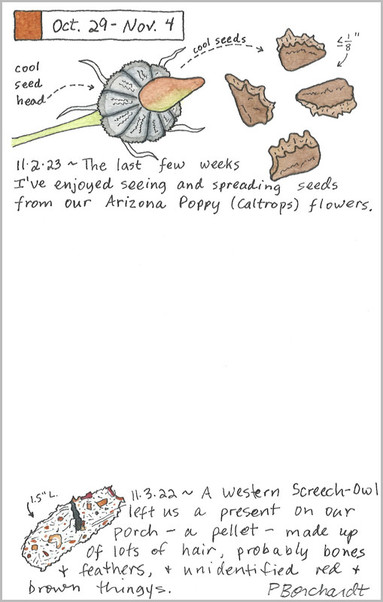 My 2023 Perpetual Journal watercolor and pen art of a Caltrops seed head and seeds, and my 2022 Perpetual Journal watercolor and pen art of a Western Screech-Owl pellet.