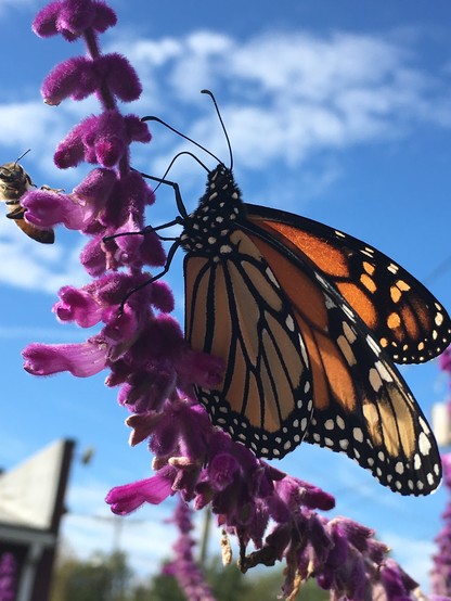 An insect party on a Russian sage flower stalk. The background is bright blue sky with some wispy white clouds. The majority of the pic is centered on a bright orange monarch butterfly whose body is black with white polka-dots. The flower it’s sitting and sipping nectar from is to the left. A honey bee has just landed on the flower to the left. 