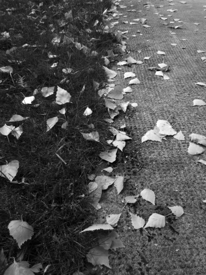 FotografÃ­a en blanco y negro de hojas caÃ­das en la hierba y la acera