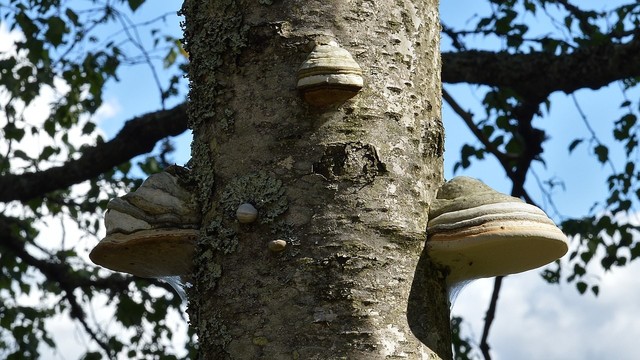 A photo of three shelf mushrooms on two opposite sides and the front of a tree trunk. There are tree branches and a blue sky with white clouds in the background.