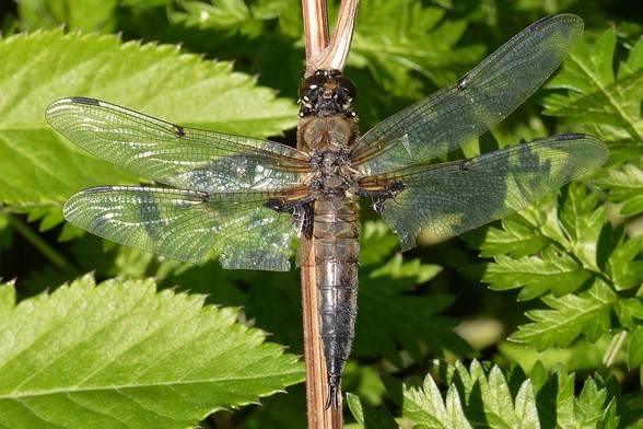 A photo of a dragonfly on a stem viewed from above. There are leaves beneath them.