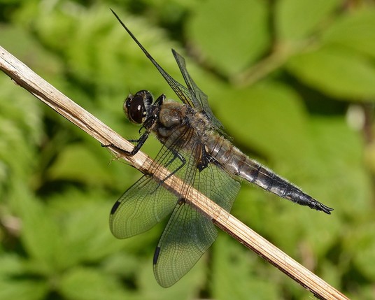 A photo of a dragonfly on a stem viewed from the side.
