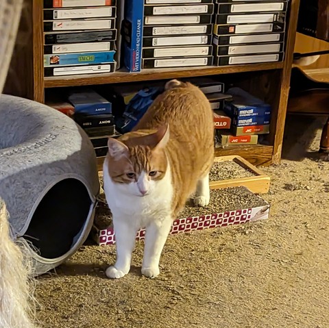 Orange and white male cat, standing with his rear feet on a scratching pad 