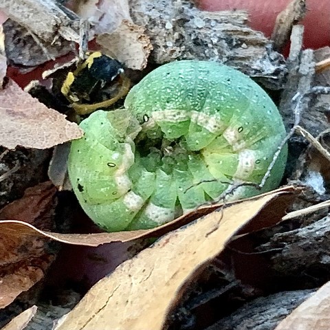 A small light green caterpillar curled up tightly into a wheel. It has a white stripe along its side. It is nestled in some leaves and mulch. 