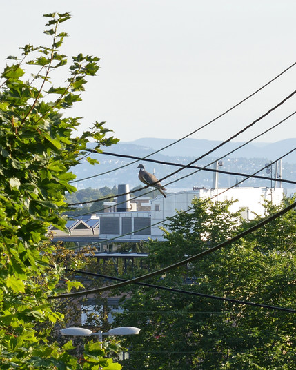 A photo of a pigeon on overhead wires. Buildings and hills can be seen going into the distance. The sky is hazy.