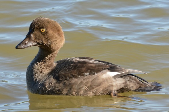 A photo of a female common goldeneye floating on water viewed from the side. 
